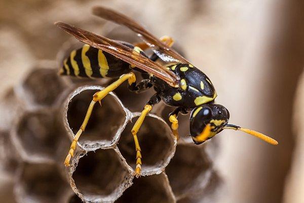 Frontline Wasp Control Adelaide in Adelaide, SA